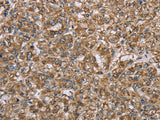 CERS4 Polyclonal Antibody Store at -20°C