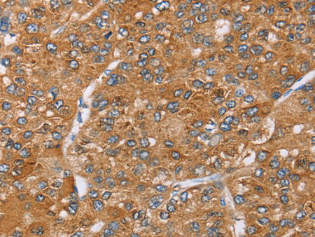 PAICS Polyclonal Antibody Store at -20°C