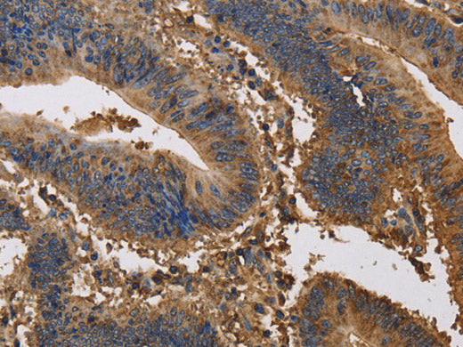 KCNG1 Polyclonal Antibody Store at -20°C