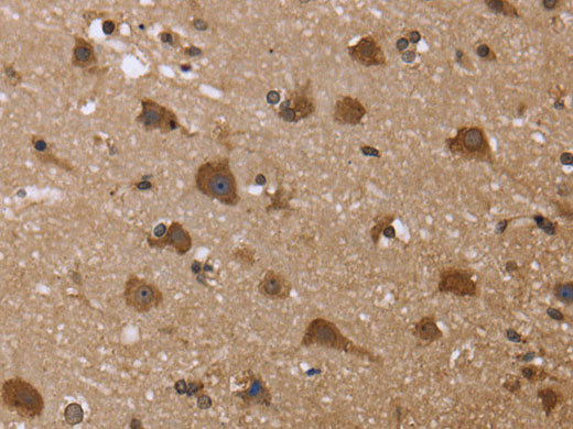 GADD45B Polyclonal Antibody Store at -20°C