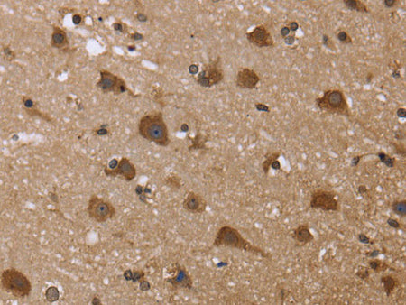GADD45B Polyclonal Antibody Store at -20°C