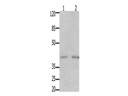 GFRA3 Polyclonal Antibody Store at -20°C