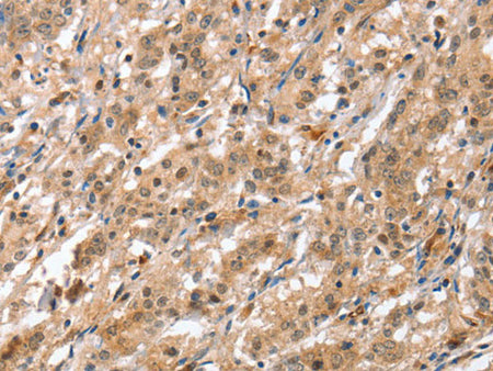 ATG12 Polyclonal Antibody Store at -20°C