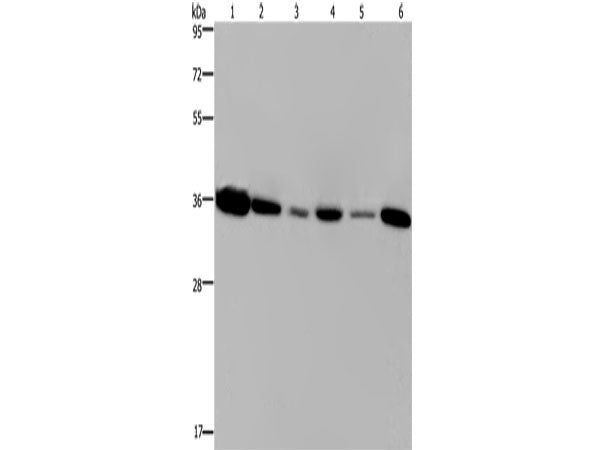 EMD Polyclonal Antibody Store at -20°C