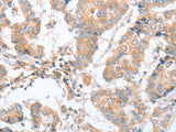 PARD6A Polyclonal Antibody Store at -20°C