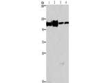 MCM6 Polyclonal Antibody Store at -20°C