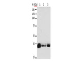 RAB6A Polyclonal Antibody Store at -20°C