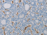 CD31 Polyclonal Antibody Store at -20°C