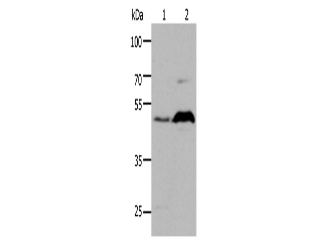 HTR1A Polyclonal Antibody Store at -20°C