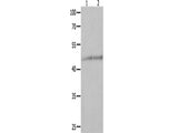 NCK1 Polyclonal Antibody Store at -20°C