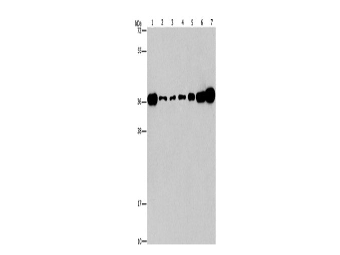 CRKL Polyclonal Antibody Store at -20°C