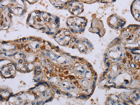 P3H3 Polyclonal Antibody Store at -20°C