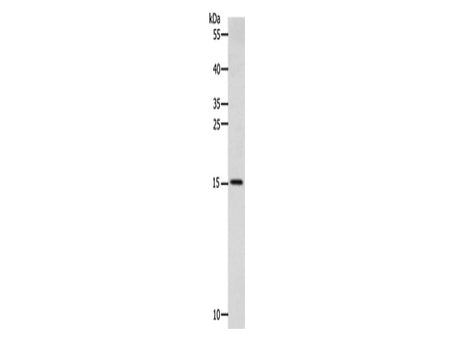 CST3 Polyclonal Antibody Store at -20°C