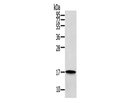 REG3A Polyclonal Antibody Store at -20°C