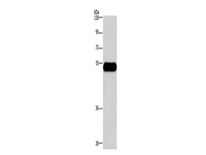Histamine H3 Receptor Polyclonal Antibody Store at -20°C