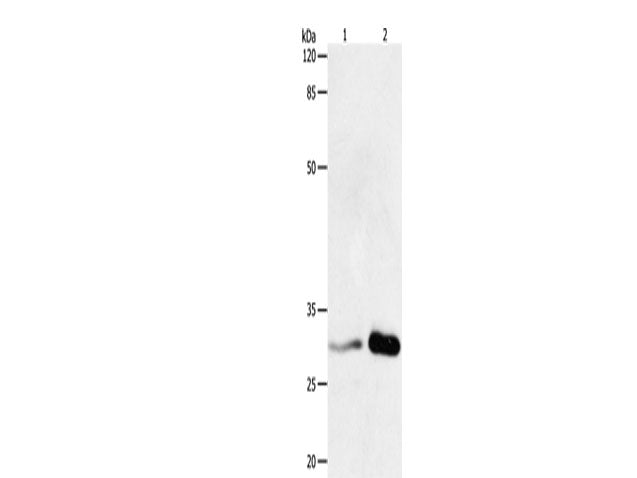 14-3-3 beta/alpha Polyclonal Antibody Store at -20°C