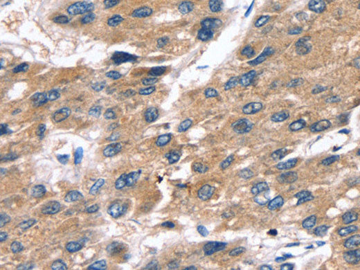 SRGN Polyclonal Antibody Store at -20°C