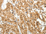 MAP1A Polyclonal Antibody