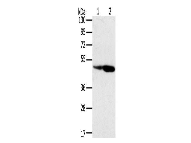 SRGAP3 Polyclonal Antibody