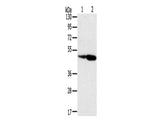 SRGAP3 Polyclonal Antibody