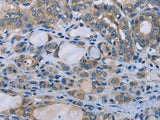HOMER1 Polyclonal Antibody Store at -20°C