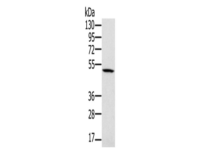 PSMC2 Polyclonal Antibody Store at -20°C