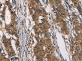 CD80 Polyclonal Antibody Store at -20°C