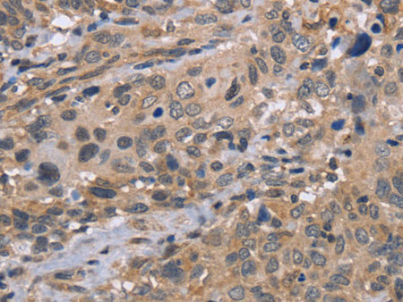 EDA Polyclonal Antibody Store at -20°C