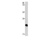RAB22A Polyclonal Antibody Store at -20°C