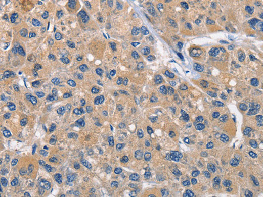 CLEC2D Polyclonal Antibody Store at -20°C