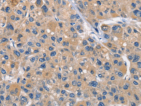 CLEC2D Polyclonal Antibody Store at -20°C