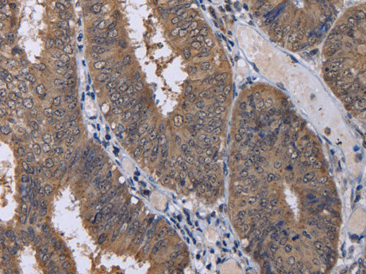 CUL3 Polyclonal Antibody Store at -20°C