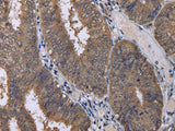 CUL3 Polyclonal Antibody Store at -20°C