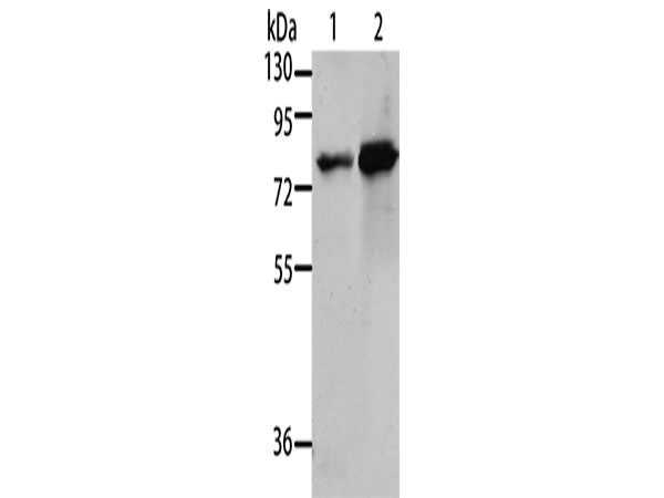 MSN Polyclonal Antibody Store at -20°C