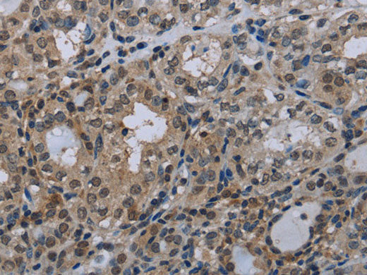 Connexin 47 Polyclonal Antibody Store at -20°C