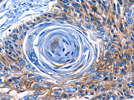 CLEC2B Polyclonal Antibody Store at -20°C