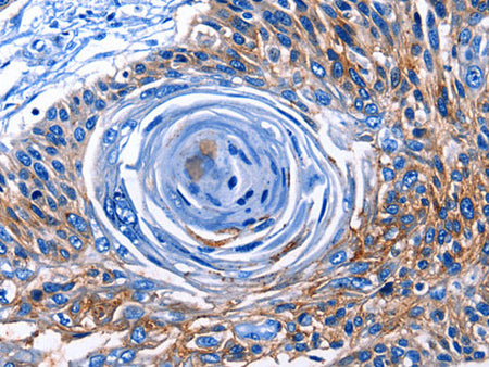 CLEC2B Polyclonal Antibody Store at -20°C