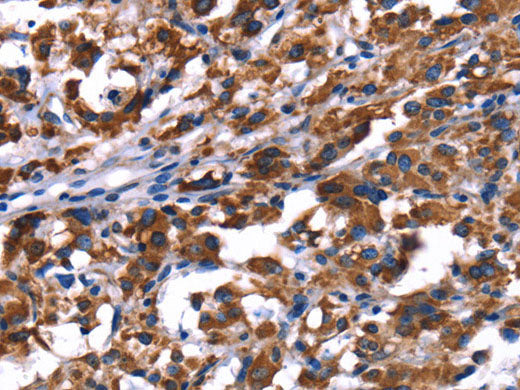 PHB Polyclonal Antibody Store at -20°C