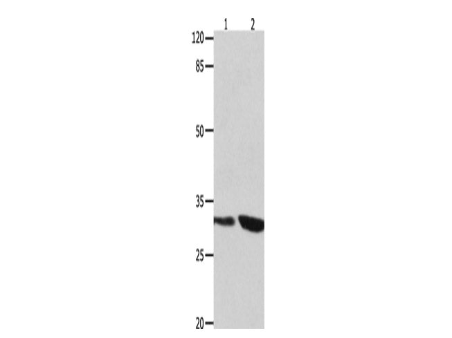 YWHAG Polyclonal Antibody Store at -20°C