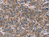 EDN3 Polyclonal Antibody Store at -20°C