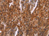 HSPB6 Polyclonal Antibody Store at -20°C