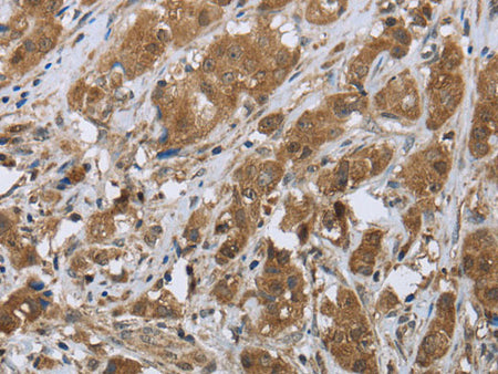 CLPS Polyclonal Antibody Store at -20°C