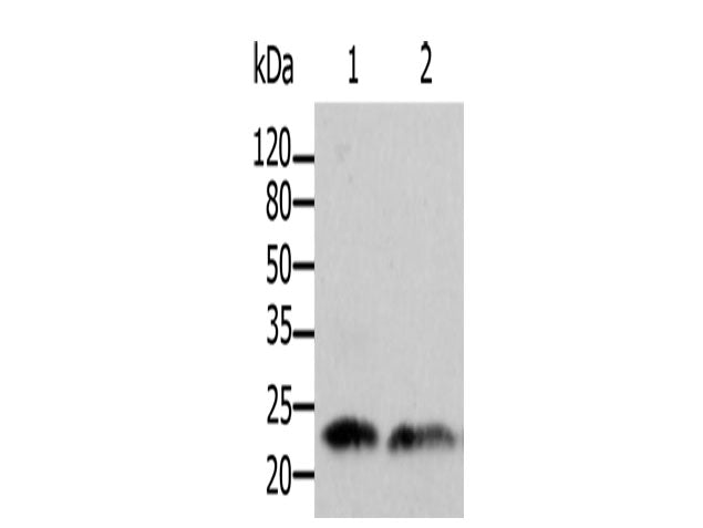 ARF1 Polyclonal Antibody Store at -20°C