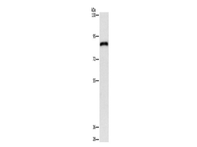 APEH Polyclonal Antibody Store at -20°C