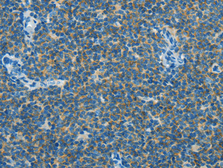 CAV3 Polyclonal Antibody Store at -20°C