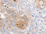 CASP12 Polyclonal Antibody Store at -20°C