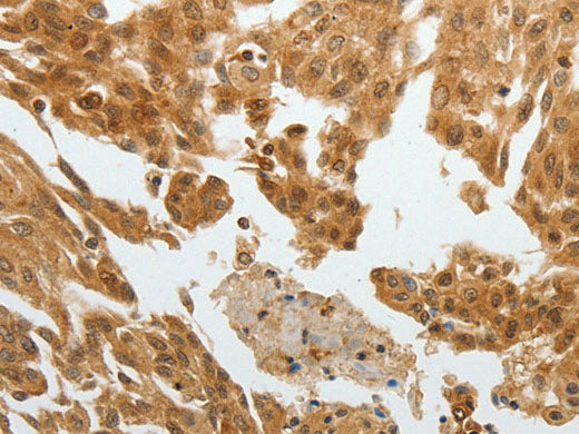 RETNLB Polyclonal Antibody Reactivity Human