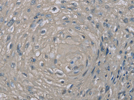 EDN1 Polyclonal Antibody Host Rabbit