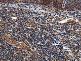 LRRC57 Polyclonal Antibody