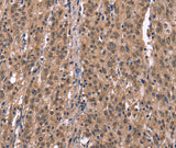 Histamine H1 Receptor Polyclonal Antibody